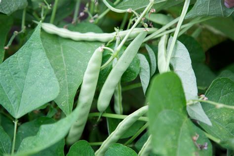 Common Bean Plant