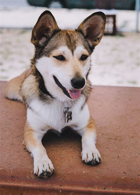 Corgi Husky Mix - Totally Dog Training