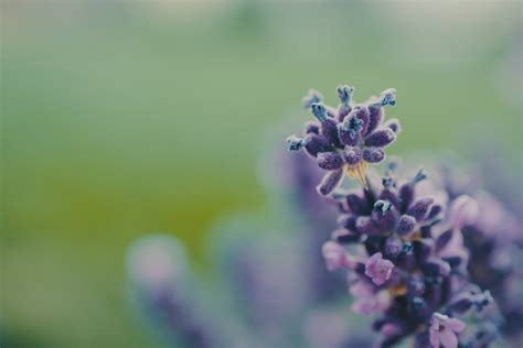 Lavender Flower Field · Free Stock Photo