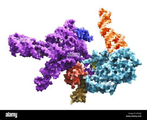 Ribosomes Diagram Labeled