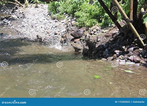 The Atmosphere in the Coban Rondo Waterfall Which Has Many Monkeys Stock Photo - Image of tree ...