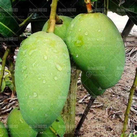 2 Mango Fruit Tree Seeds