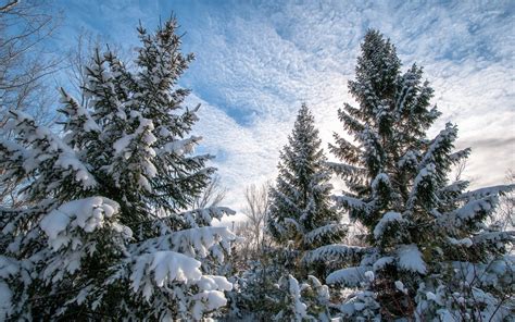 Heavy snow on the tall pine trees wallpaper - Nature wallpapers - #54588