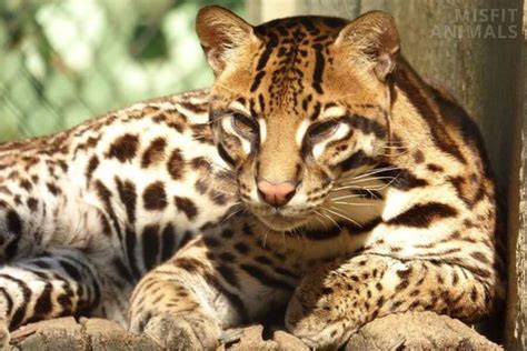 Ocelot Diet: What Do Ocelots Eat? (List Of Prey Animals)