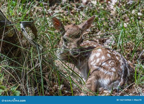 Baby Deer Sleeping Awaking Laying in the Grass in the Wood Stock Photo ...