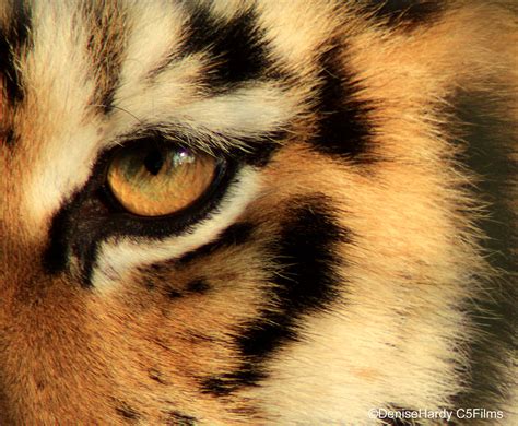 Tigers Eye | Close up of the eye of the tiger............ | Denise Hardy C5Films.com (Continent ...