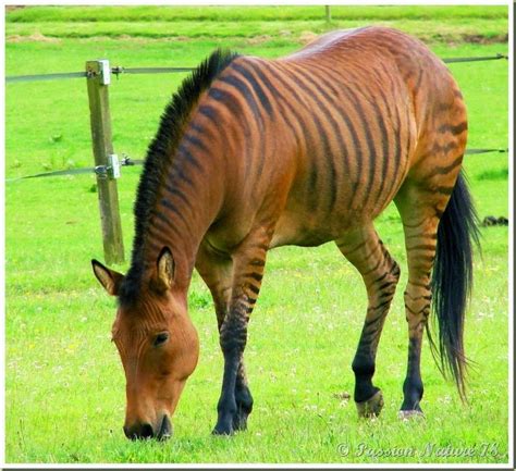 Free To Be Me: Have you seen a Zorse???