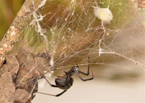 Black widow | Appearance, Species, & Bite | Britannica