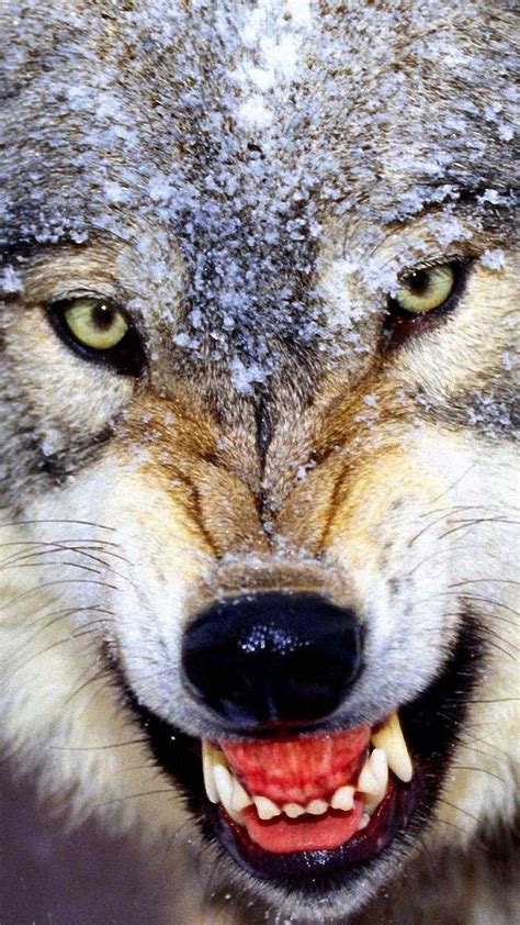 Wolf Angry Wallpapers - Wolf-Wallpapers.pro