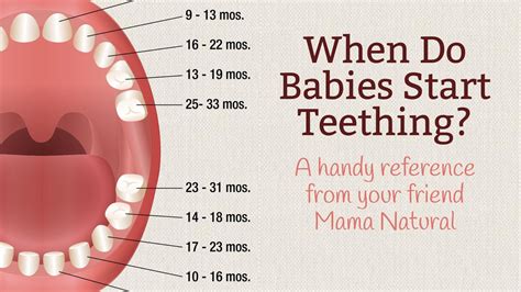 How Early Can Babies Teeth - BABBIES CIP