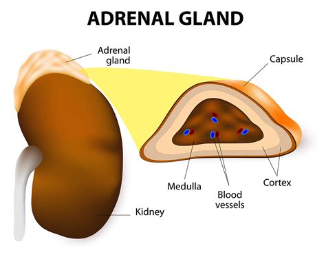 Adrenal gland: structure, location and hormones - Online Biology Notes