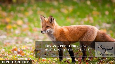 Fox As A Pet: 11 Things You Must Know (with Pictures)