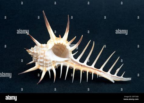 Rock snail (Murex nigrospinosus) is a carnivorous marine snail. Shell detail Stock Photo - Alamy