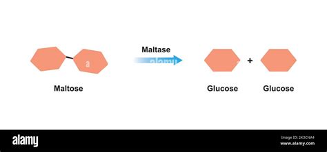 Maltase enzyme Effect On Maltose Sugar Molecule. Maltose Hydrolysis. Vector Illustration Stock ...