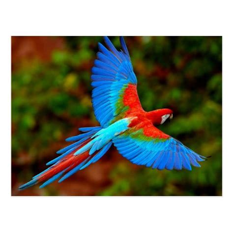 Colorful Scarlet Macaw in flight Postcard | Zazzle