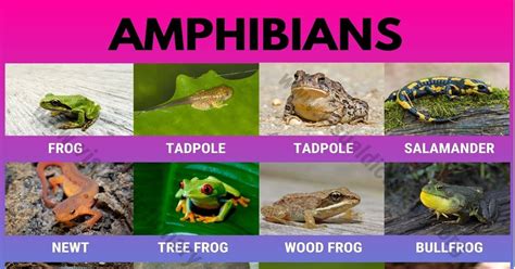 Amphibians: 15 Common Names of Amphibians | Great List of Amphibians ...