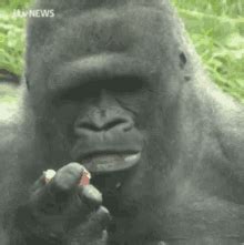 Gorilla Gif GIFs | Tenor