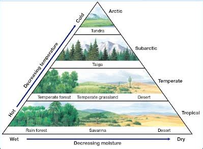 Kenae Lowry's Game Art and Design Blog: Biome - Temperate Rainforest