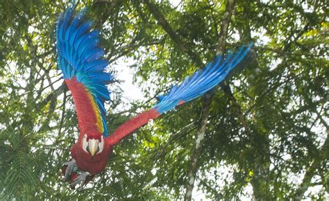 Capturing a macaw in flight - Jim Zuckerman photography & photo tours