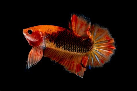 The Orange Betta Fish: Varieties, Breeding and Care - Keeping Fish