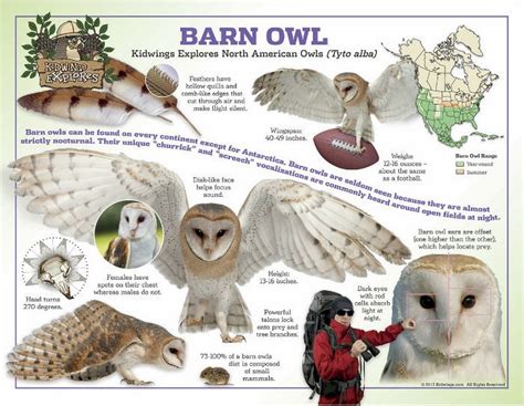 Barn Owl Laminated Poster