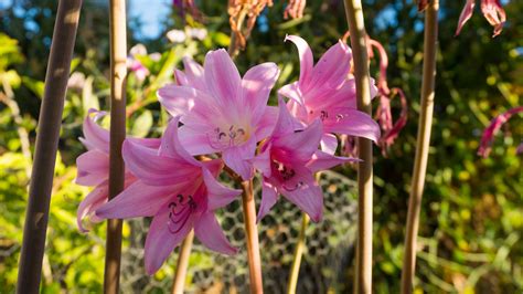 pink flowers, Landscape, Flowers Wallpapers HD / Desktop and Mobile Backgrounds