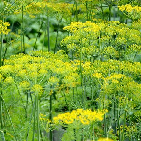 Bulk Bouquet Dill Seed | Anethum Graveolens Seeds