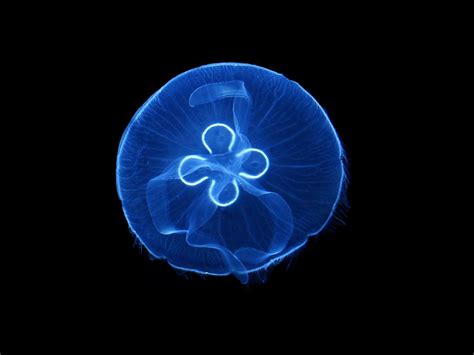 Moon Jellyfish stings only have mild venom but it is not fatal. The treatment of it is simple ...