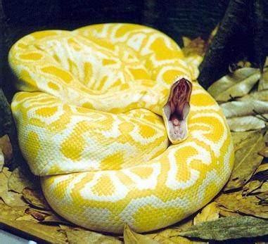 Success and Negative Impacts - Invasive Species: Burmese Python