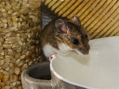 Types Of Rodents In Maine | Maine Rodent Guide — Advanced Pest Solutions