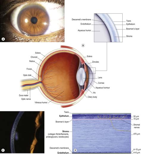 Cornea and Sclera | Ento Key