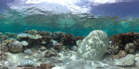 Underwater photo of coral bleaching on a coral reef in the Maldives Stock Photo | Adobe Stock