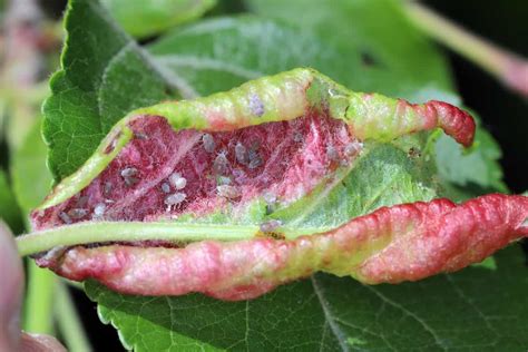 The Enemy in Your Orchard: A Guide to Dealing With Aphids on Apple Trees - Minneopa Orchards