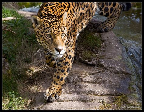 "Jaguar at Chester Zoo" by Shaun Whiteman | Redbubble