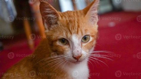 an orange cat sleeping and playing in a natural house 7047075 Stock Photo at Vecteezy