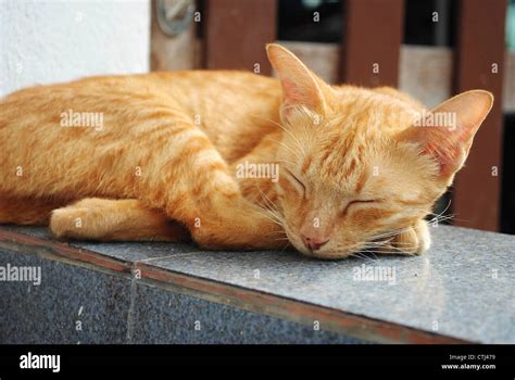 sleeping yellow cat Stock Photo - Alamy