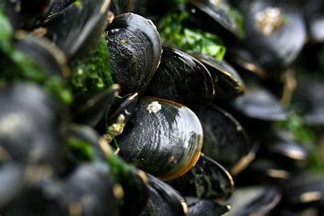 Assessing Ocean Acidification as a Driver for Enhanced Metals Uptake by Blue Mussels - NCCOS ...