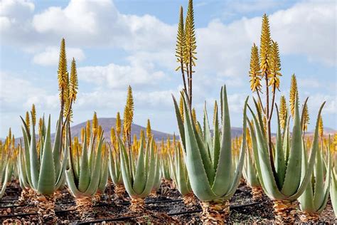 Aloe Vera Plant Flower Stalk | Best Flower Site