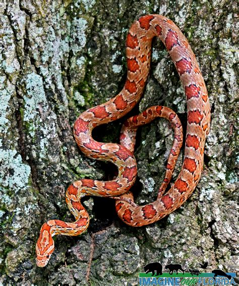 Red Cornsnake – Imagine Our Florida, Inc