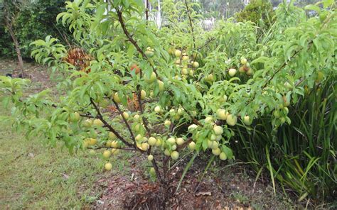 My Edible Fruit Trees: Plum Trees NSW