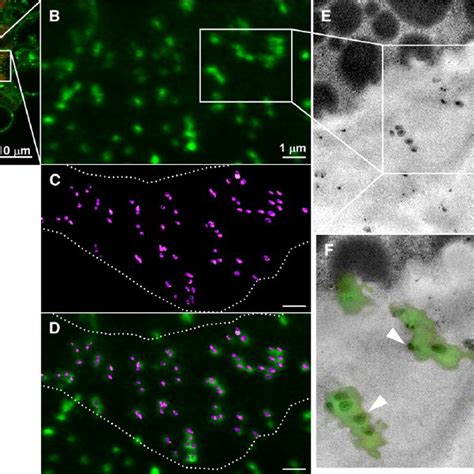 (PDF) A Plasmodesmata-Localized Protein Mediates Crosstalk between Cell ...