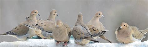 Dove Decoys for sale | Only 2 left at -75%