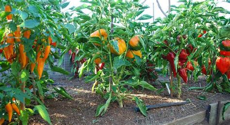 Tips For Growing The Best Bell Peppers In Your Garden | Garden