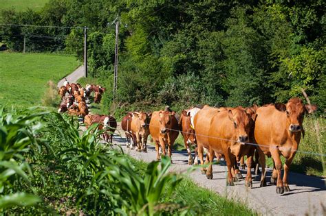 Intensive Smallholder Crop And Livestock Truck Farming