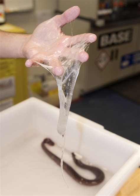 DVIDS - Images - Hagfish Slime [Image 9 of 11]