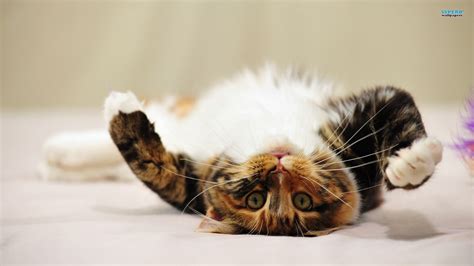 Cat Lying On Its Back - Cats Wallpaper (37156604) - Fanpop