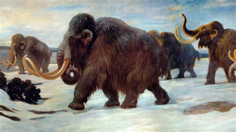 Protecting extinct woolly mammoths could help save elephants | Science | AAAS