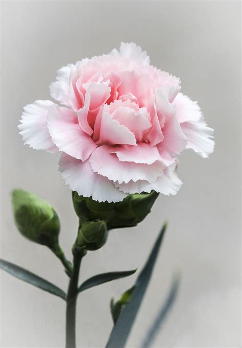 Pink Carnation | Pink carnations, Birth flowers, Pretty flowers