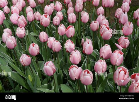 Beautiful light rose tulips from the Garden in Keukenhof Stock Photo - Alamy