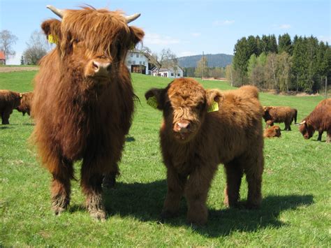 File:Highland Cattle 2.jpg - Wikimedia Commons